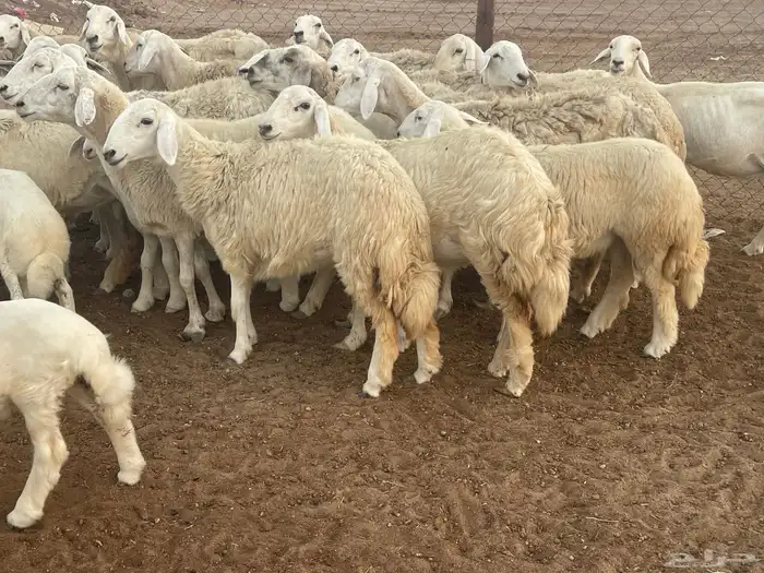 62 غنم حريات مراح واحد ولد ودفيع حرش صغار سن تم البيع 6