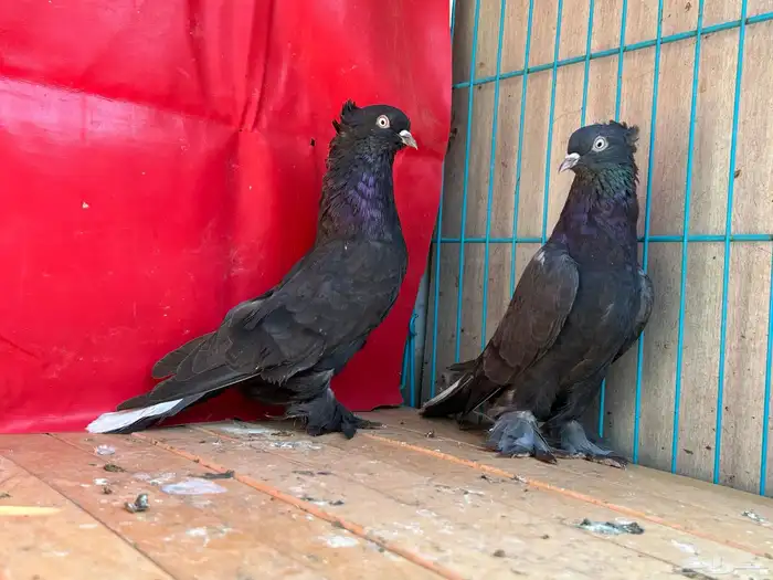 جوز اسود محروق خطين مذيل 4