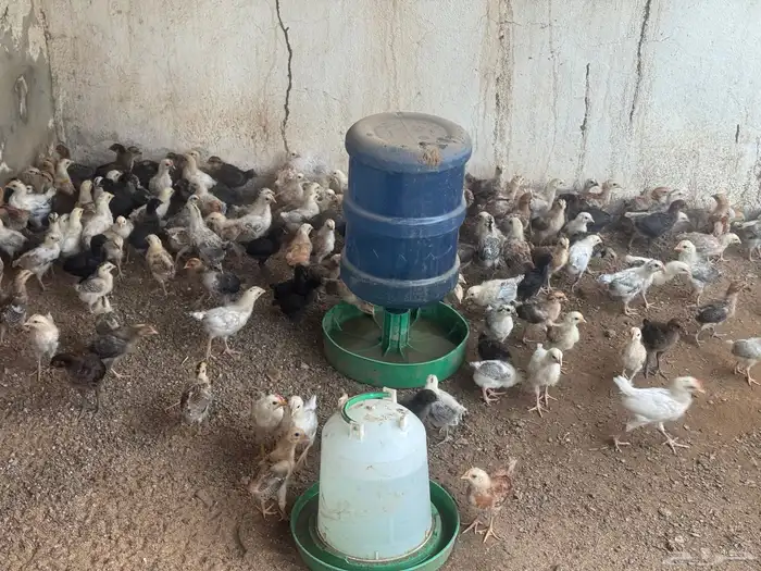 دجاج العمر شهر واسبوع 5