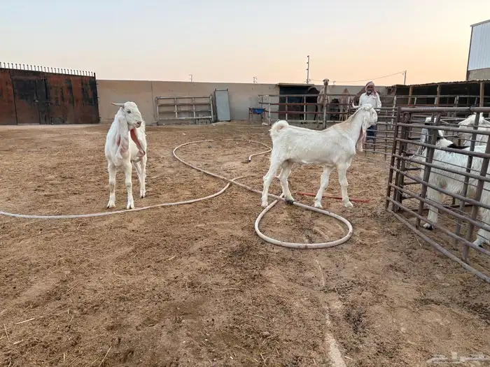 فحول تيوس مطورات عدد 2 11