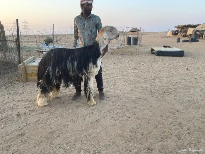 خروف نجدي صنف حار ونشيط على القضب 0