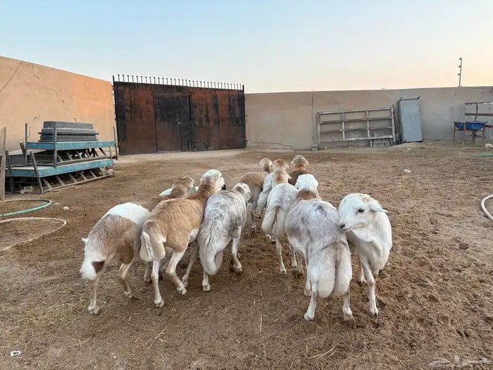 رفيدي صومالي تربيه 5 أشهر خرفان عدد 10 سومها 860 7