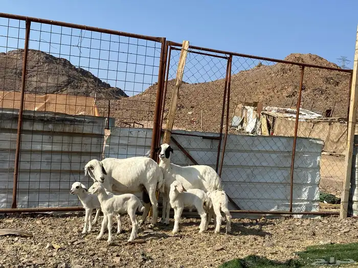 نعاج حبص متاويم 2 تحتهن 4 2