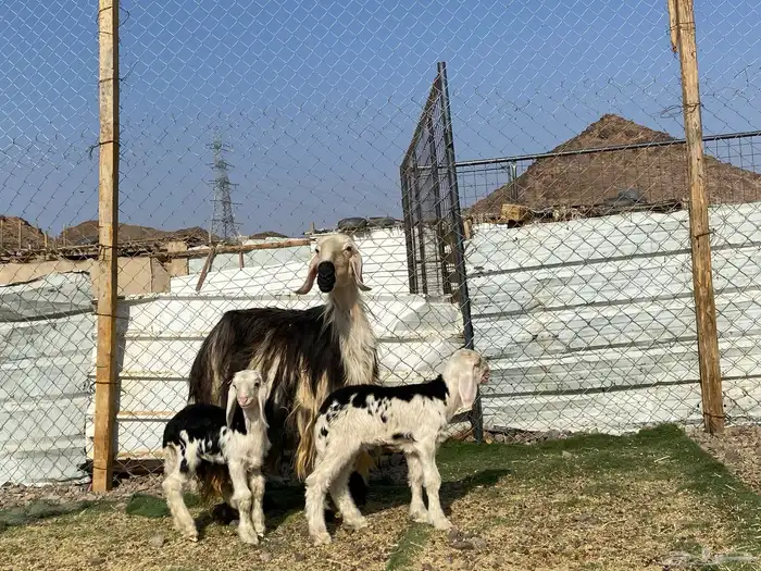 نعجه نجديه صنف الصنف والد تحتها ثنين طليان 12