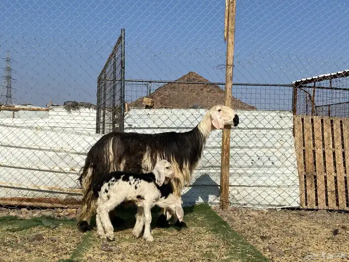 نعجه نجديه صنف الصنف والد تحتها ثنين طليان 13