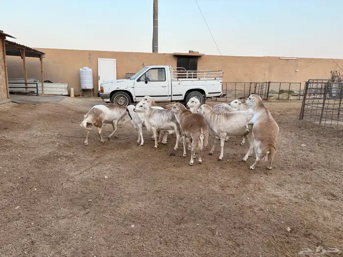 رفيدي صومالي تربيه 5 أشهر خرفان عدد 10 سومها 860 9