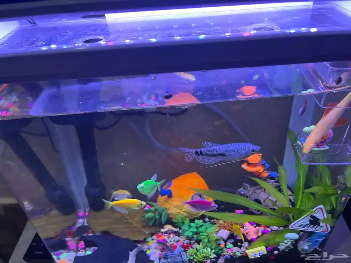 للبيع حوض سمك جميل ونظيف جدا مع كااامل تجهيزاته 7