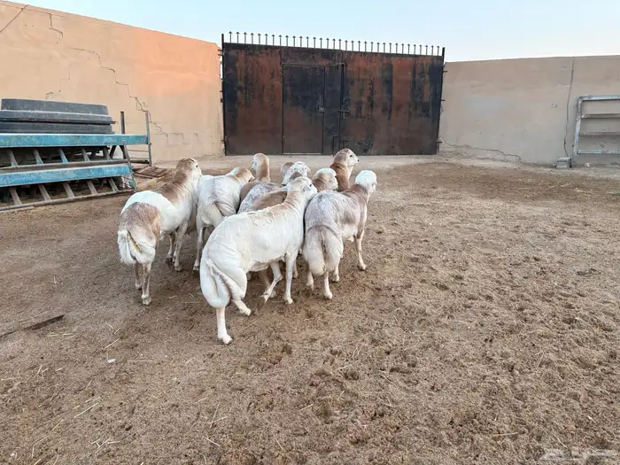 رفيدي صومالي تربيه 5 أشهر خرفان عدد 10 سومها 860 14