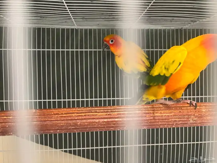 زوج صن كنيور لاعلى سومه 1