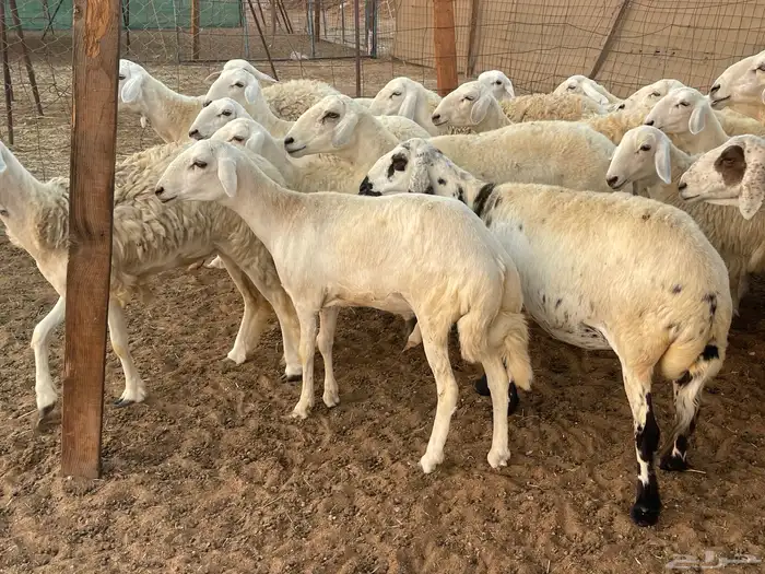 62 غنم حريات مراح واحد ولد ودفيع حرش صغار سن تم البيع 12