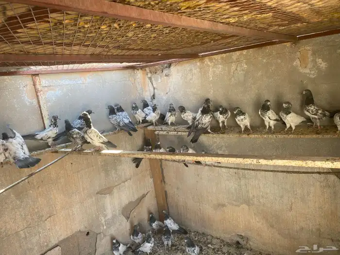 حمام باكستاني للبيع 2