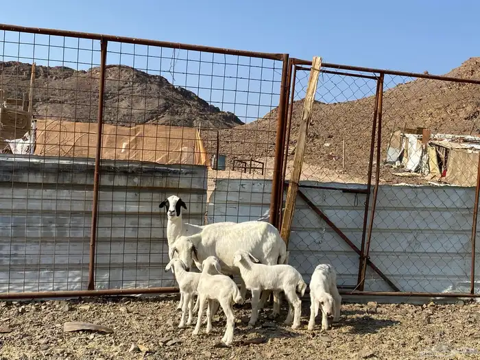 نعاج حبص متاويم 2 تحتهن 4 21