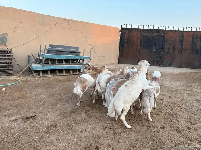 رفيدي صومالي تربيه 5 أشهر خرفان عدد 10 سومها 860 13