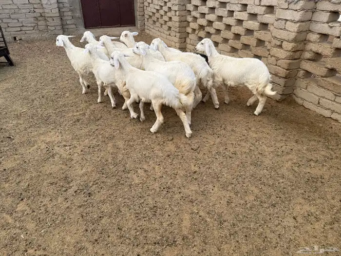 عشر رخال للبيع بمحافظة الحجرة 0