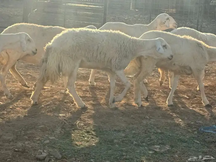 مراح حريات 4