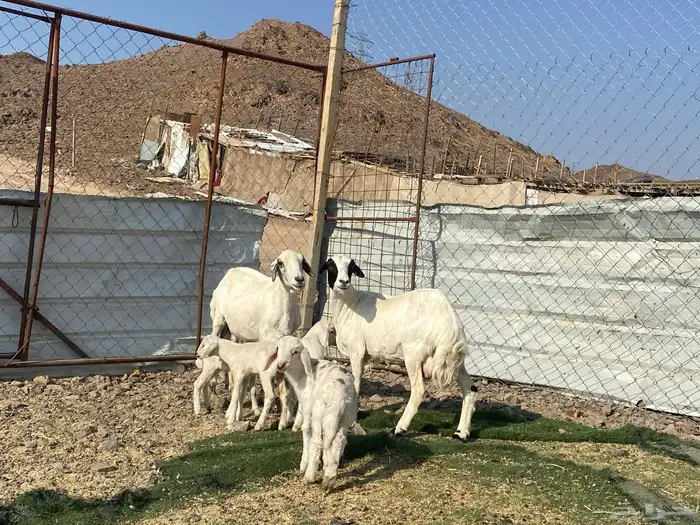 نعاج حبص متاويم 2 تحتهن 4 17