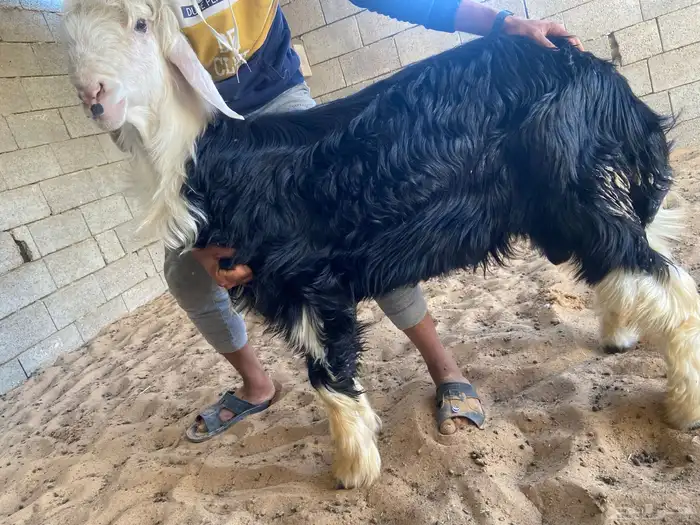 طلي نجدي صنف مشروع فحل 1