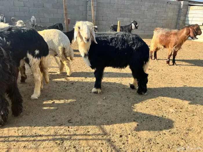 خروف نجدي عمره 6 شهور 0