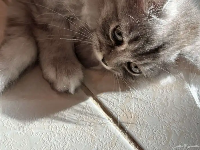 قطط سكوتش للبيع 9