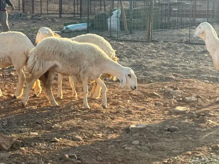 مراح حريات 1