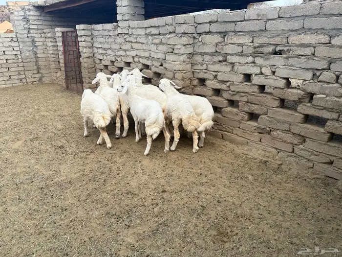 عشر رخال للبيع بمحافظة الحجرة 2