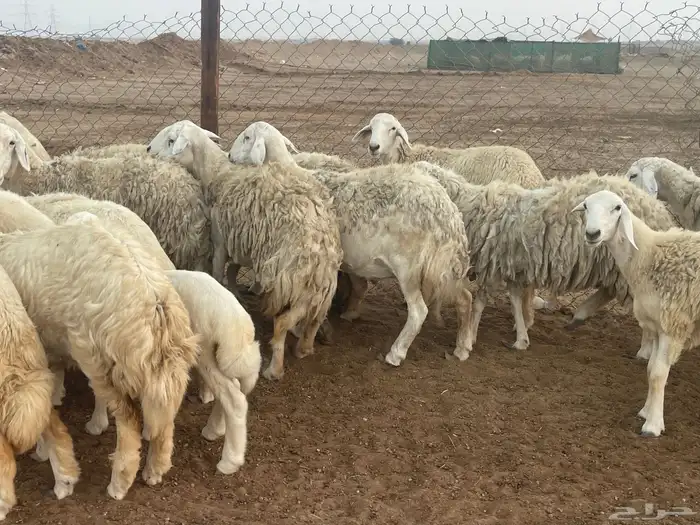 62 غنم حريات مراح واحد ولد ودفيع حرش صغار سن تم البيع 5