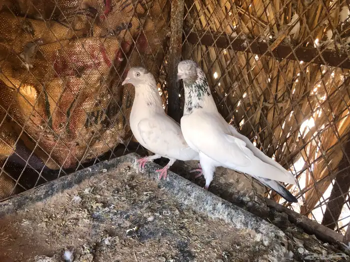 السلام عليكم عندي حمام باكستاني للبيع 0