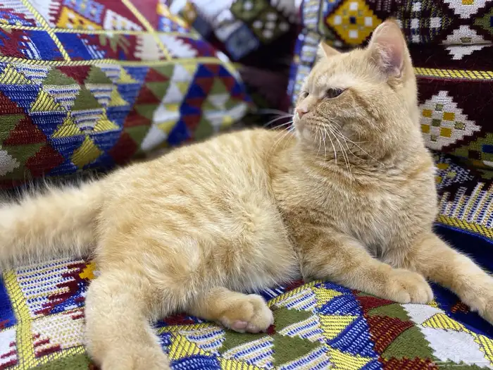 قط ذكر لتبني (شيرازي-هملايا) 4