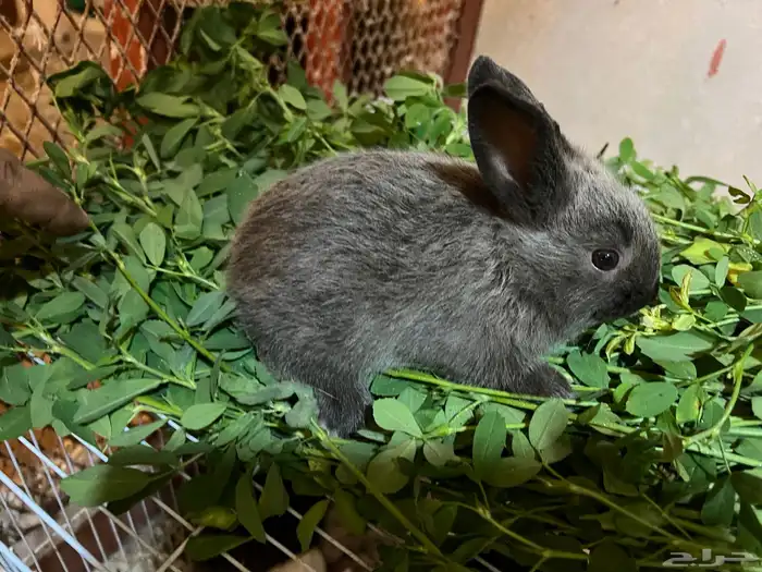 أرنب من نوع فرنسي 4