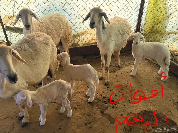 مقاني مراح واحد 5