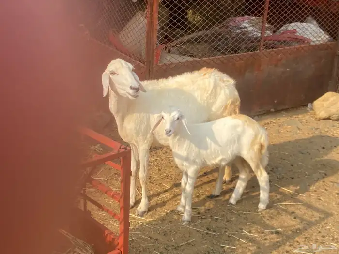 للبيع نعجه حريه والد مشاءالله تبارك الله 1