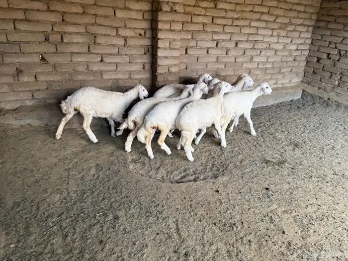 عشر رخال للبيع بمحافظة الحجرة 3