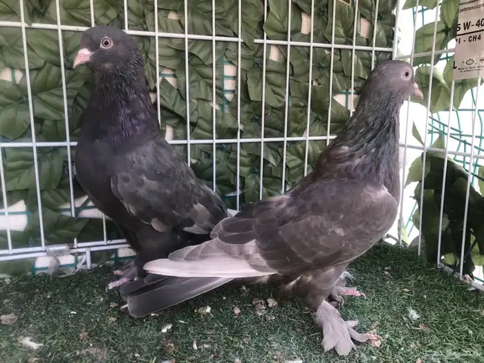 طبه طحيني توب 6