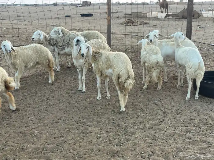 62 غنم حريات مراح واحد ولد ودفيع حرش صغار سن تم البيع 19