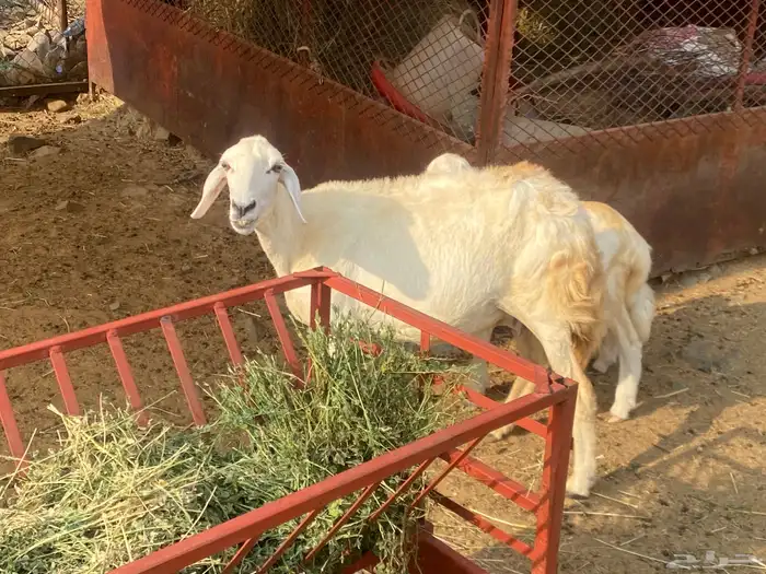 للبيع نعجه حريه والد مشاءالله تبارك الله 2