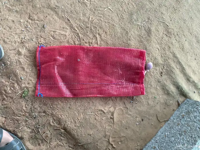 اكياس بصل جديده 2