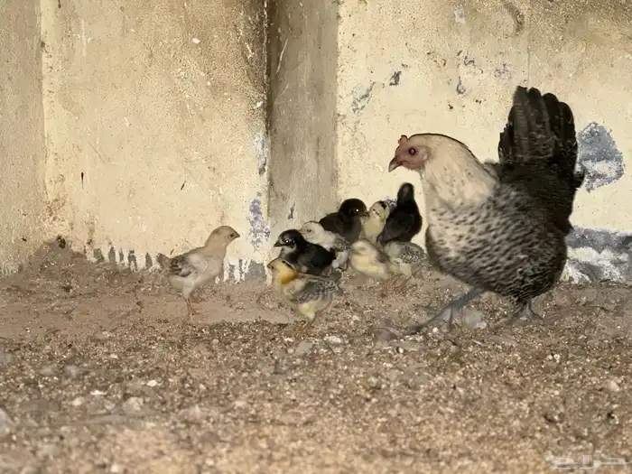 دجاجه معها 9 صيصان للبيع 0