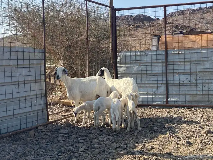 نعاج حبص متاويم 2 تحتهن 4 9