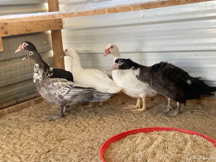 للبيع ذكور بط مصري 3