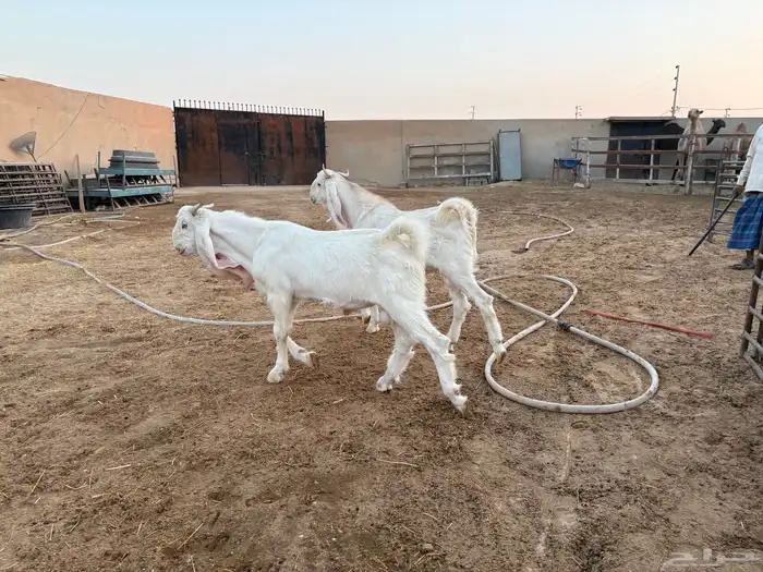 فحول تيوس مطورات عدد 2 6