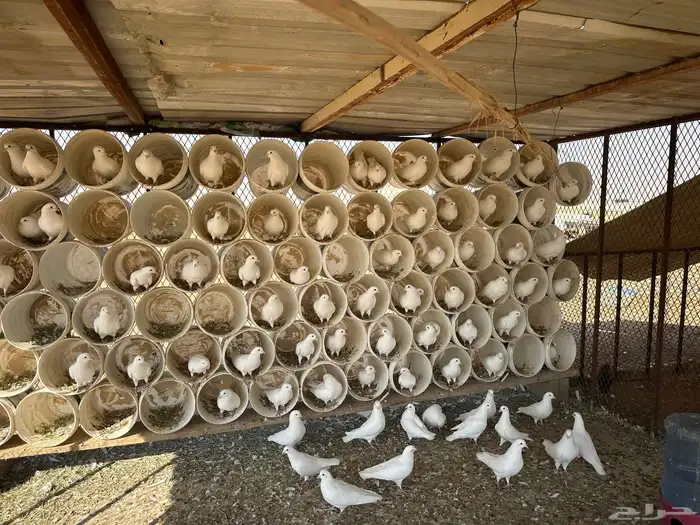 حمام فرنس 40 زوج جامبو البيع العشه كامله 0