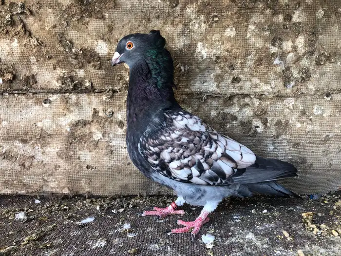 حمام  زاجل فراشة انثى منتجة 0