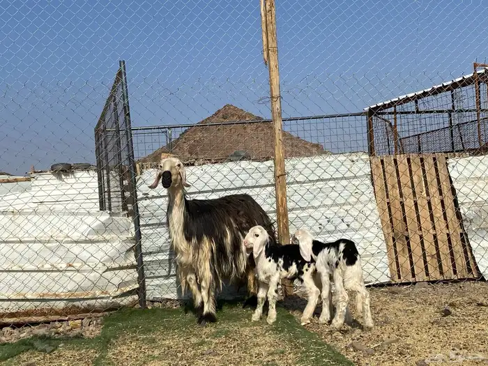 نعجه نجديه صنف الصنف والد تحتها ثنين طليان 18