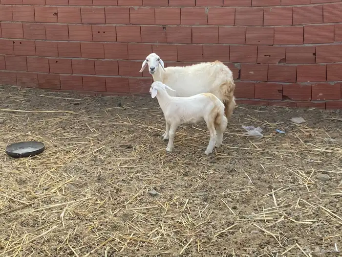للبيع نعجه حريه والد مشاءالله تبارك الله 0