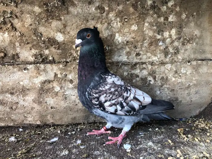 حمام  زاجل فراشة انثى منتجة 1