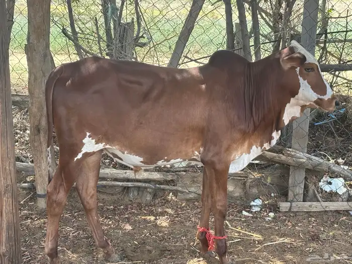 عجل 9شهور للبيع 6