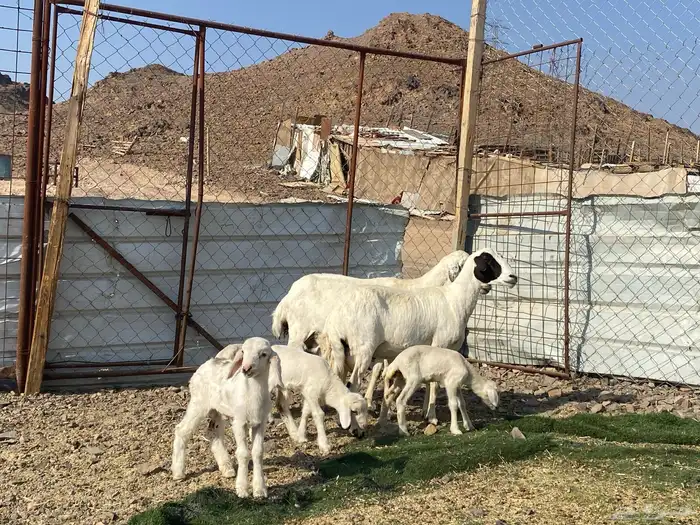 نعاج حبص متاويم 2 تحتهن 4 12