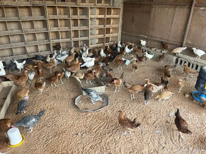 للبيع دجاج بياض بلدي ودجاج تركي 2