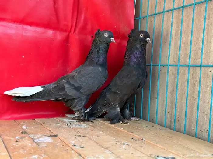 جوز اسود محروق خطين مذيل 5