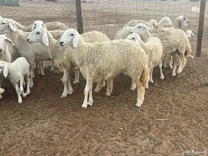 62 غنم حريات مراح واحد ولد ودفيع حرش صغار سن تم البيع 1